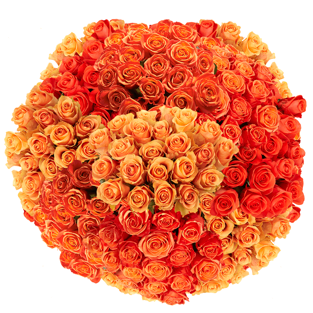 Choose Your Quantity of Solid Orange Color Roses For Delivery to Winston_Salem, North_Carolina