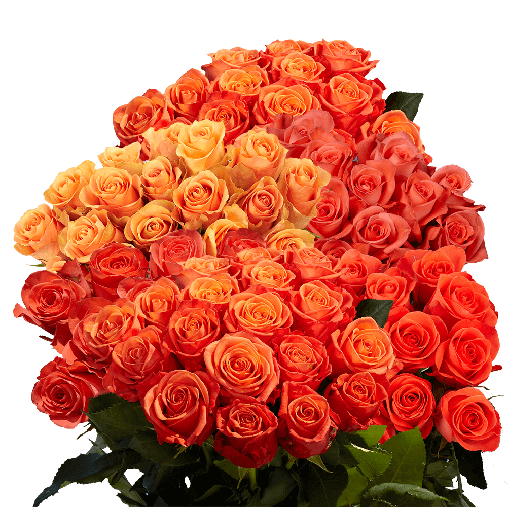 Orange Roses Wholesale Roses Online