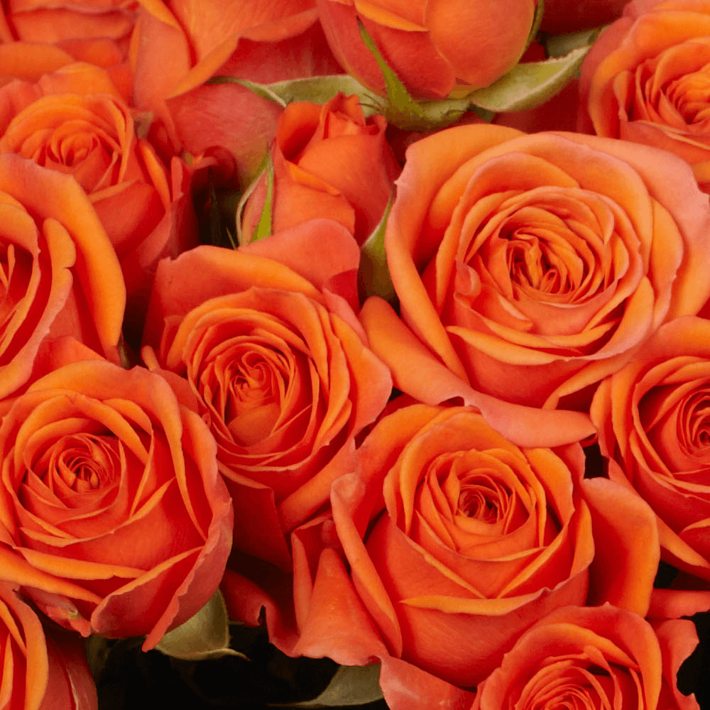 Spray Roses, Dried, Natural Orange, x 10 Stems - Atlas Flowers