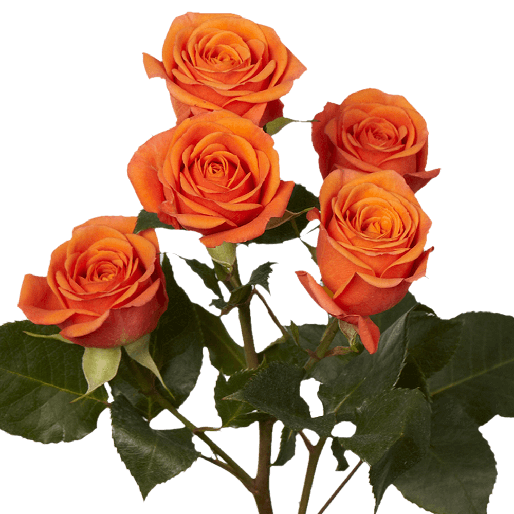 Orange Spray Roses Flower