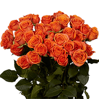 Qty of Orange Spray Roses For Delivery to South_Pasadena, California