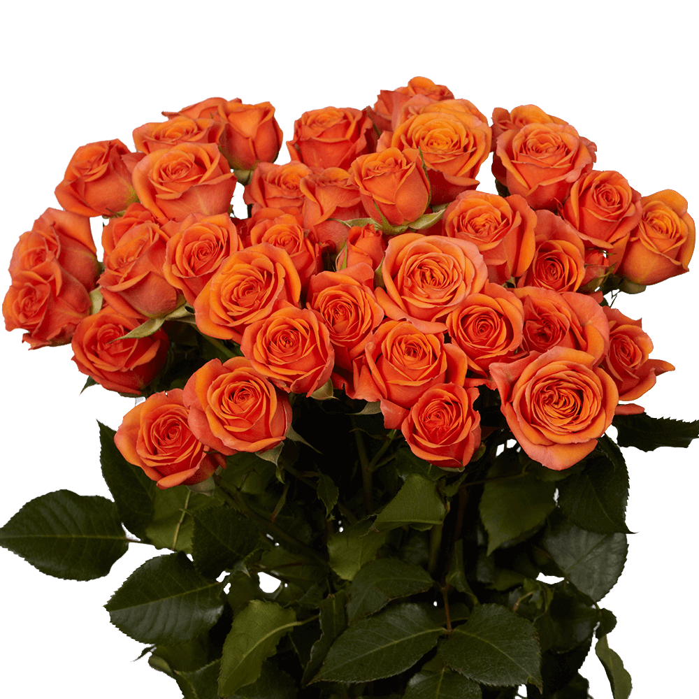 Orange Spray Roses - Floral Decoration Ideas