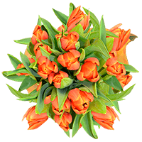 (OC) Tulip Orange 6 Bunches For Delivery to New_York