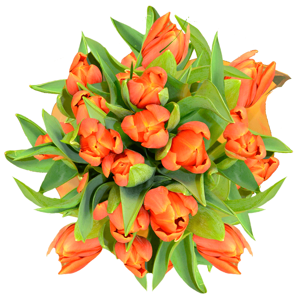 Orange Tulips Valentine's Flowers Special