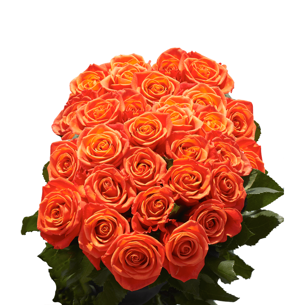 Orange Valentine's Day Roses Free Delivery