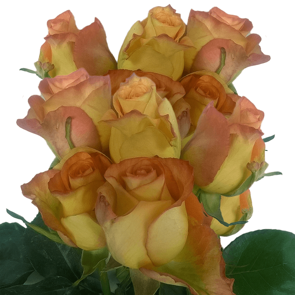 Orange Yellow Colos Roses Flowers Real Roses Delivered for Free