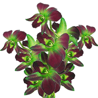 Orchids Green Sonnia 20 (OC) For Delivery to Cicero, Illinois