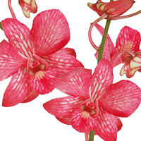 Orchids Red Big White 90 (HB) For Delivery to Mason, Ohio