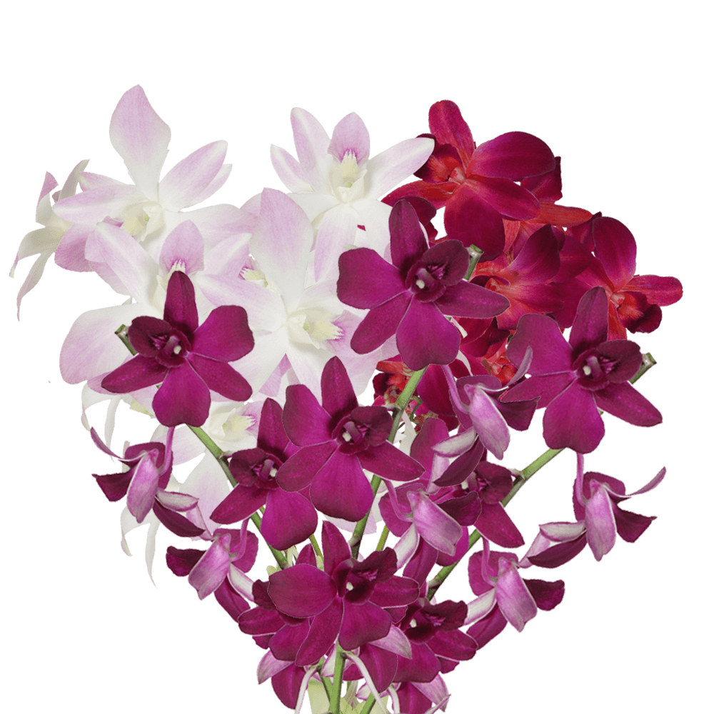 Qty of Orange Dendrobium Orchids For Delivery to Independence, Missouri