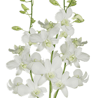 (QB) Dendrobium Big White Sanan 90 For Delivery to Fenton, Michigan