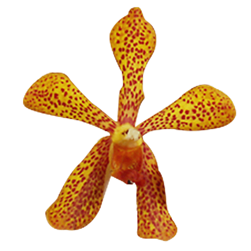 Orchids Yellow Black Dots Flowers Fast Orchid Delivery