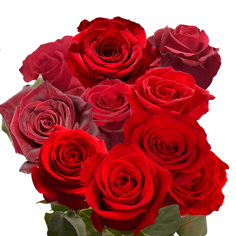 (OC)Rose Sht Birthday Red 2 Bunches For Delivery to Faqs.Html, Iowa