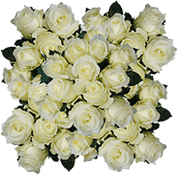 (HB) Rose Long Alpe Dhuez White For Delivery to Media, Pennsylvania