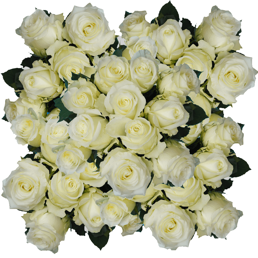 Order Alpe D'huez White Roses Online