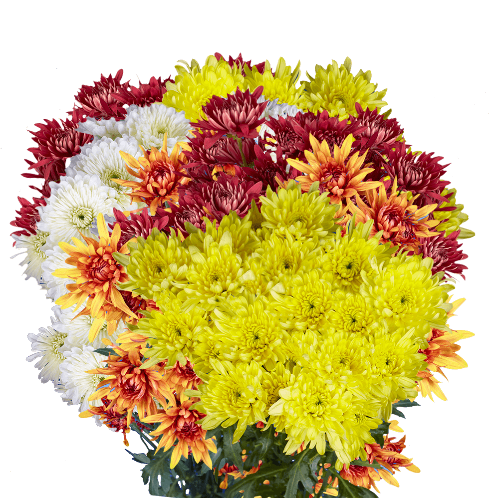 Order Assorted Chrysanthemums Cushion Flowers