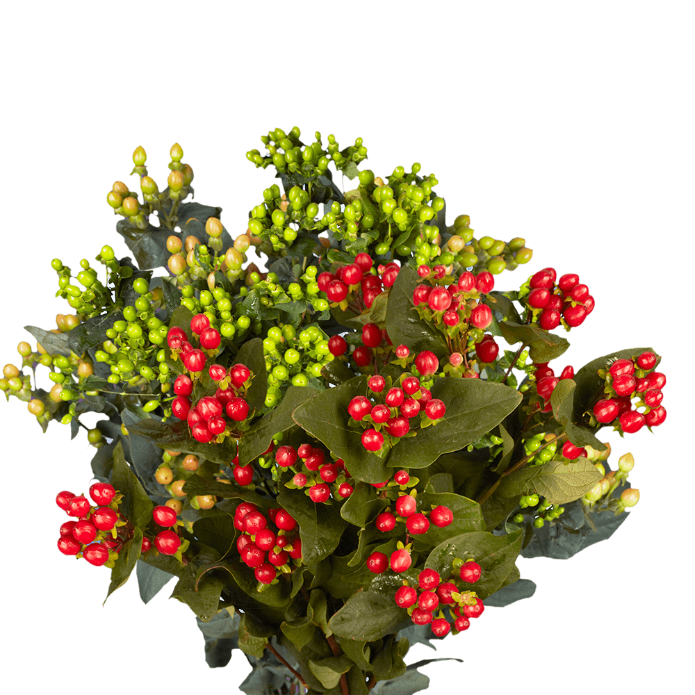Order Assorted Color Hypericum Flowers