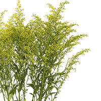 (HB) Solidago Yellow 24 Bunches For Delivery to Groton, Connecticut