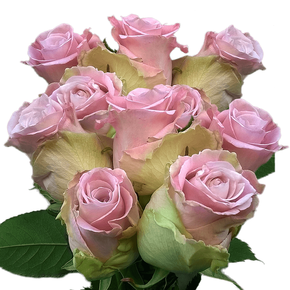 Order Baby Pink Roses Lowest Price