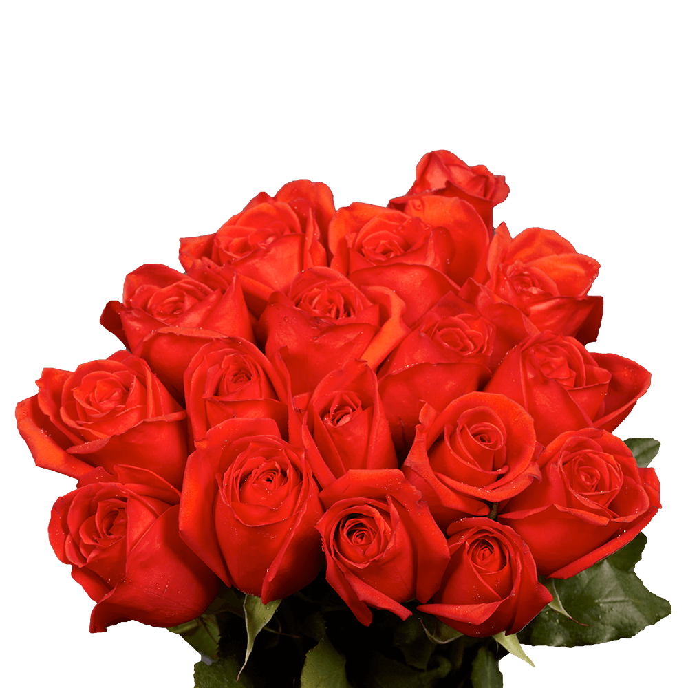 Order Beautiful Coral Orange Roses