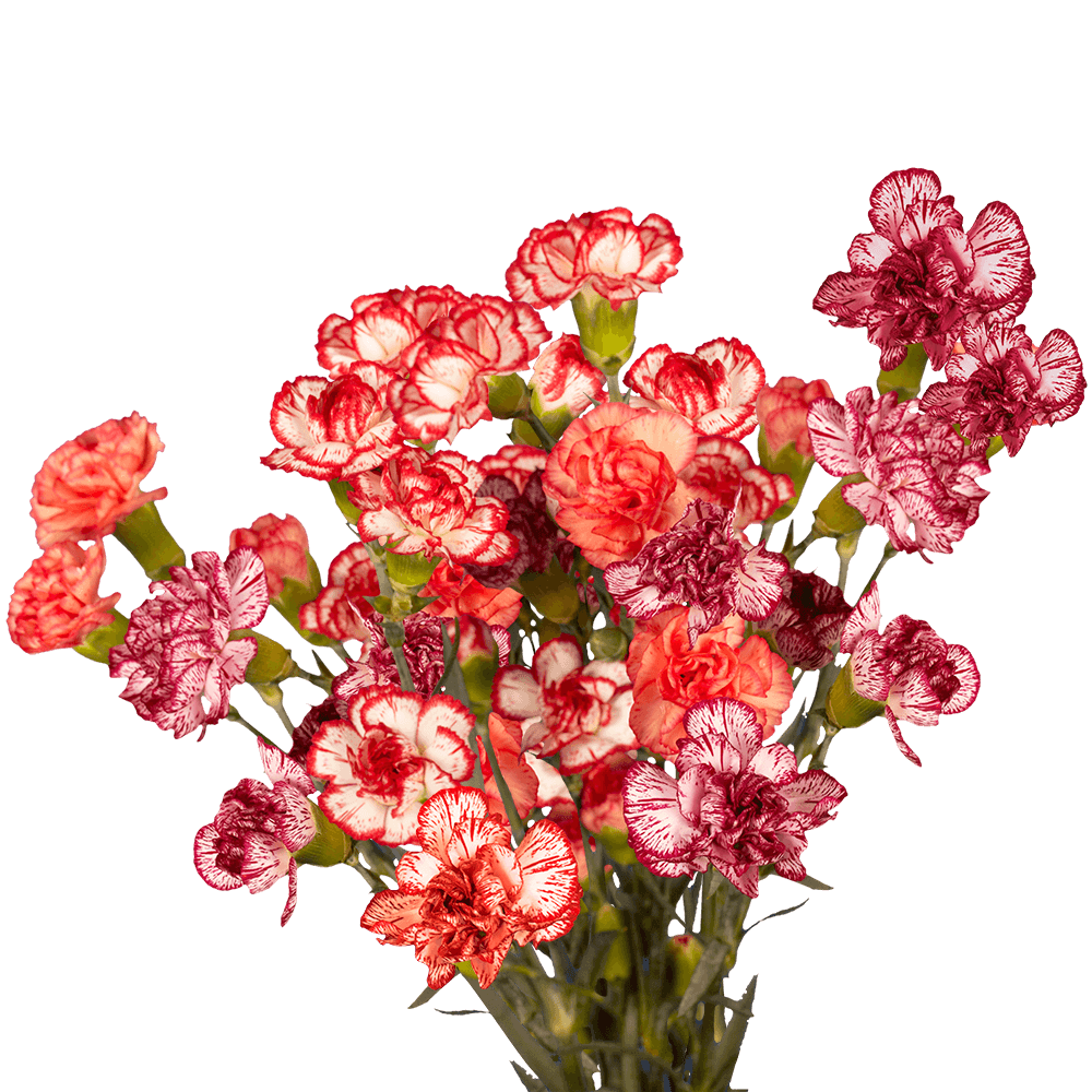Mini Carnations Bicolor Red
