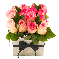 (QB) Rose Sht Bicolor Pink Box Special 1 Bunches