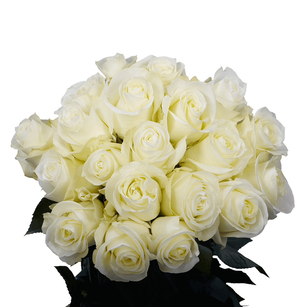 Order Big White Roses