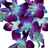 Orchids Blue Sonnia 90 (HB) For Delivery to Glens_Falls, New_York