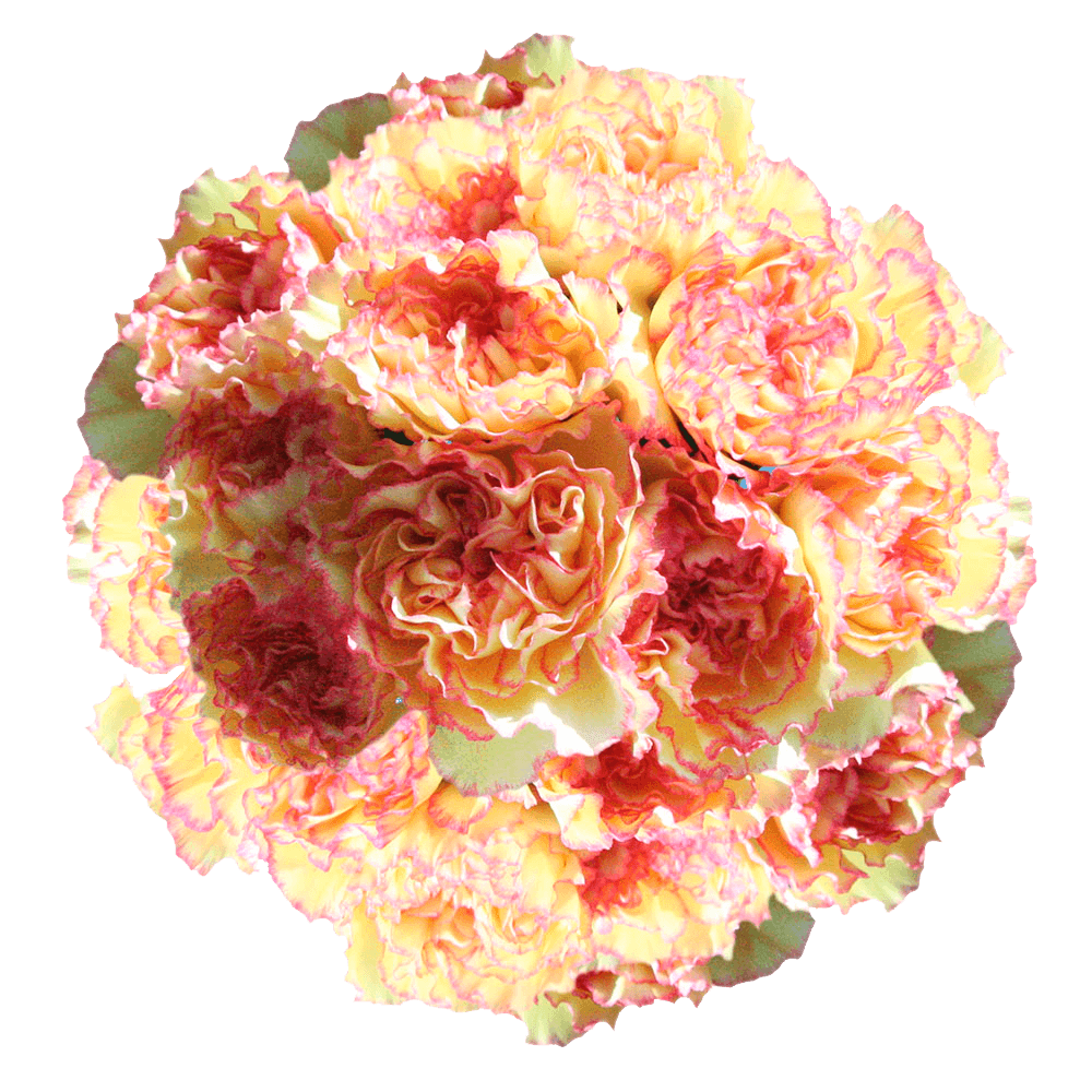 Order Carnations Online Cream with Pink Edges Carnations