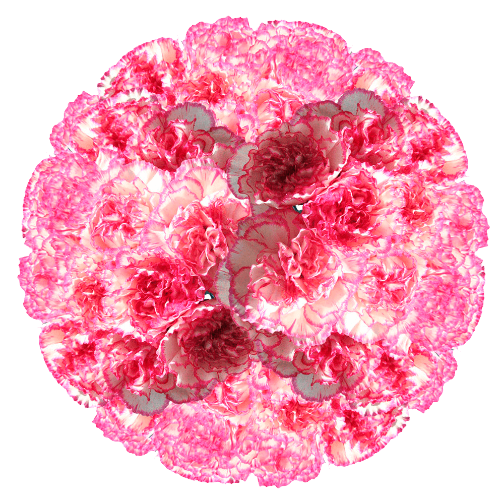 Order Carnations White Pink Carnations for Low Prices