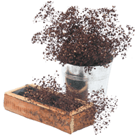 (HB) Babys Breath Coffee 240 For Delivery to Corning, New_York