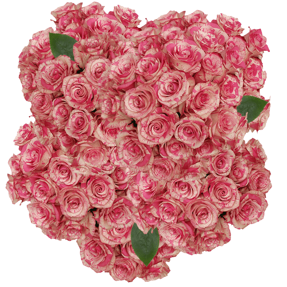 (HB) Rose Med Magic Times 200 Stems For Delivery to San_Pedro, California