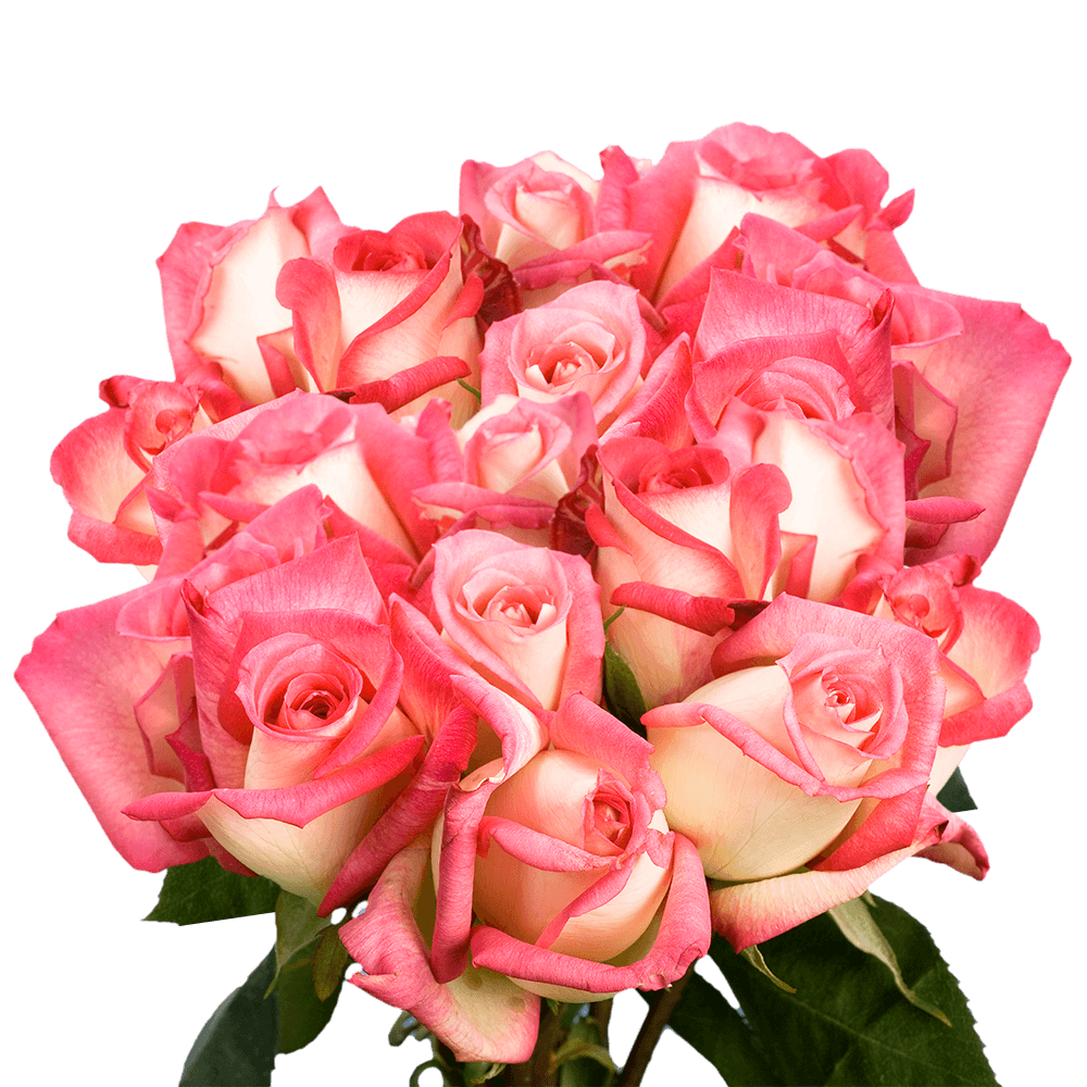 Order Cream Roses with Pink Tips
