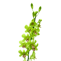 Orchids Burana Jade 70 (QB) For Delivery to Maryland