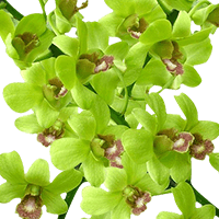 Orchids Burana Jade 80 (QB) For Delivery to Hamburg, New_York