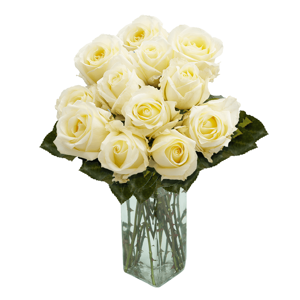 GlobalRose 1 Dozen Ivory Roses - Cheerfully Attractive!