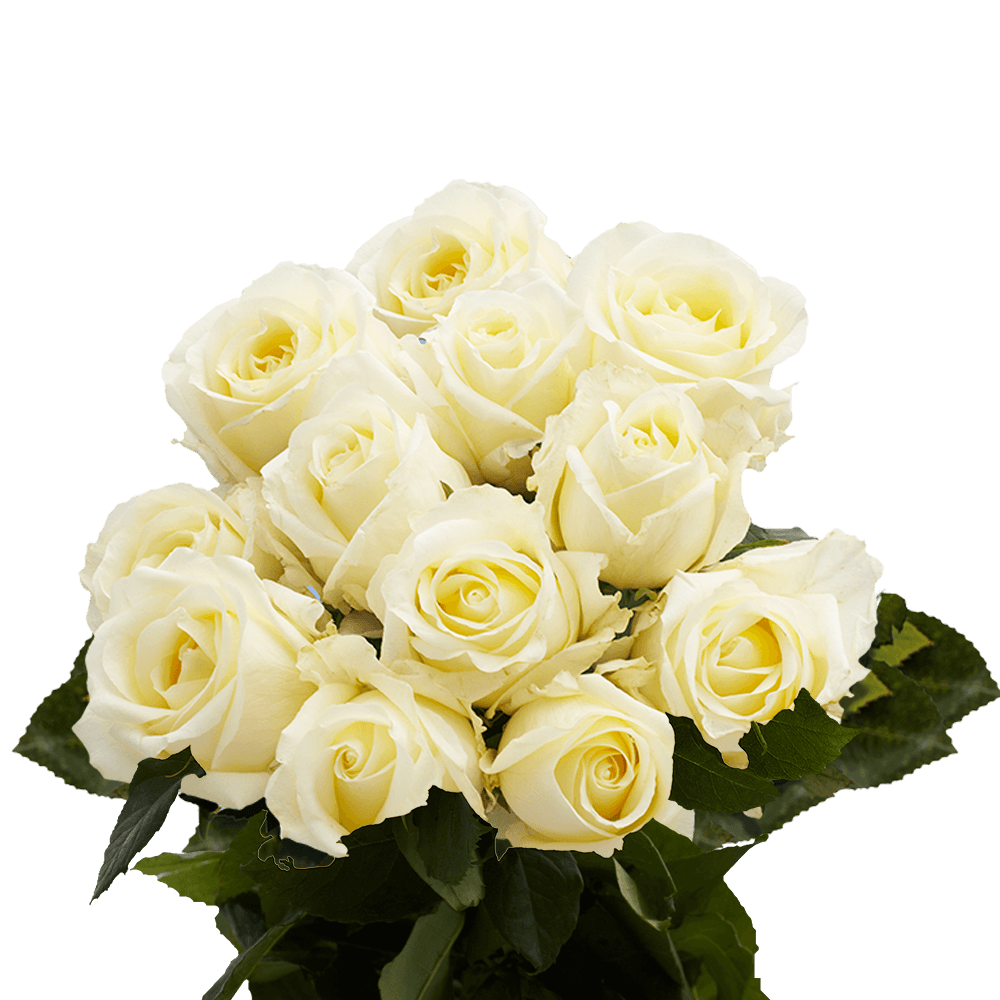 Order Dozen Ivory Roses Free Valentine's Day Delivery