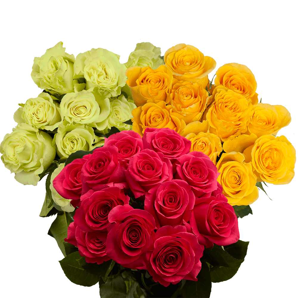 Order Dozens of Assorted Colors of Elegant Roses
