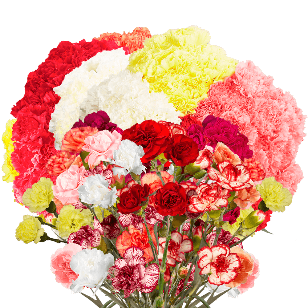Order Flower Online Frash Spray Carnations