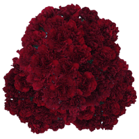 Zurigo Carnations Medium 350 For Delivery to Clifton_Park, New_York