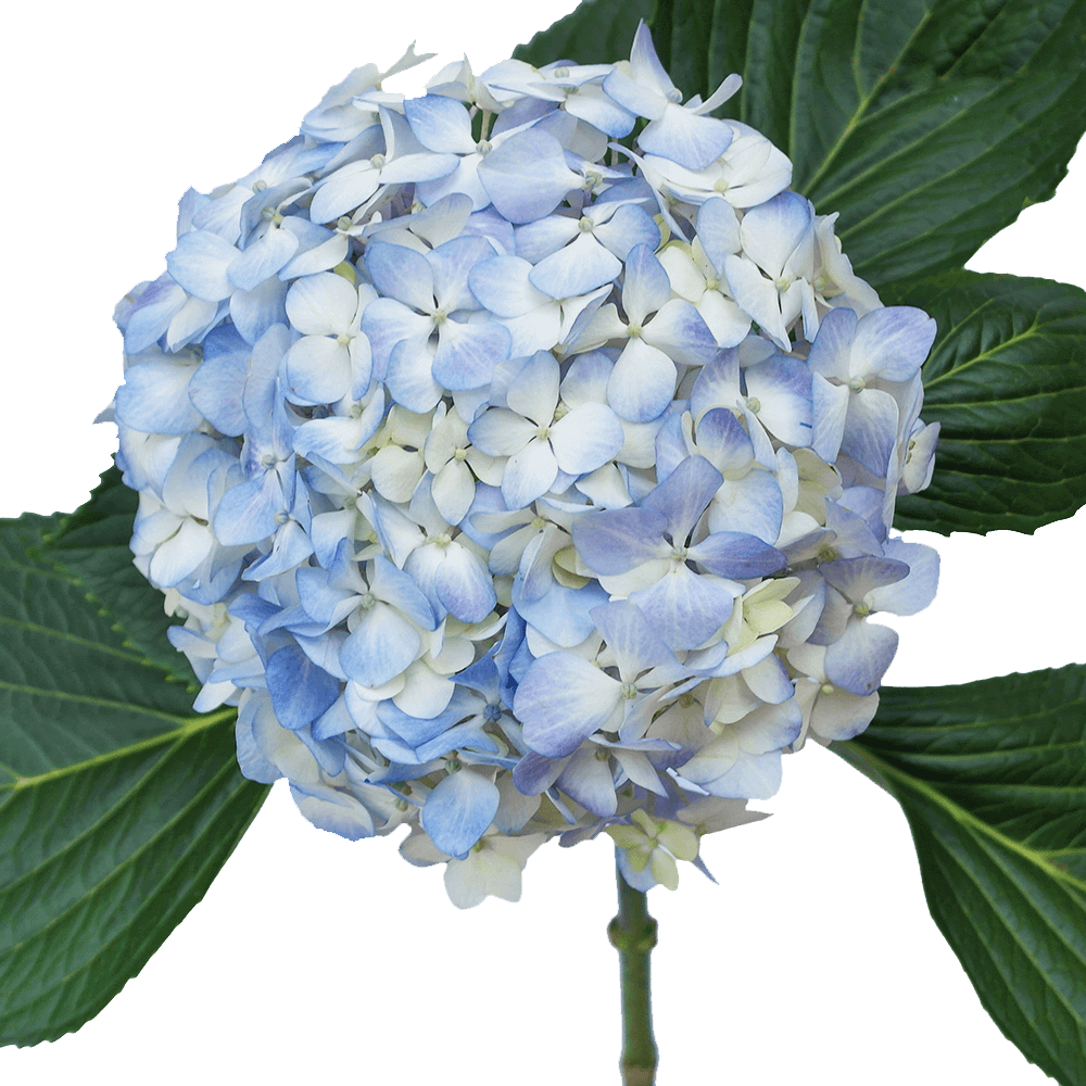 Flowers for Loved Ones - Blue Hydrangea Flowers
