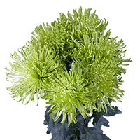 (QB) Pom Fuji Spider Green 10 Bunches For Delivery to Leavenworth, Kansas