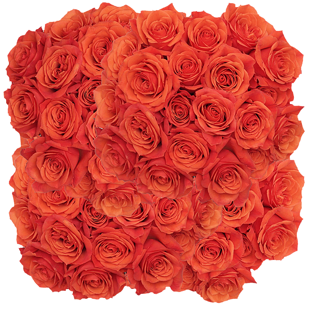 Order Hilux Orange Rose Online