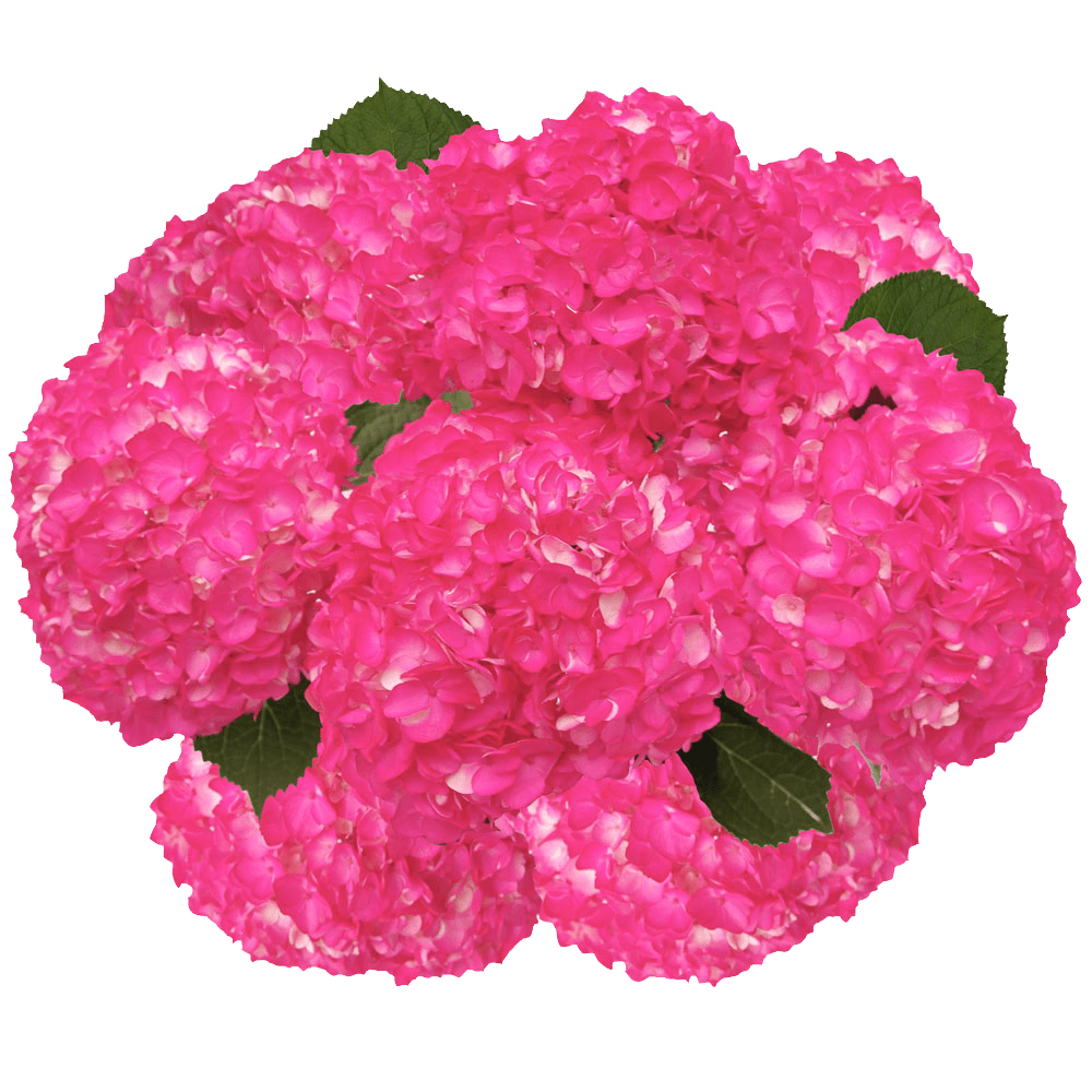 Order Hot   Pink Hydrangea Flowers Free Delivery