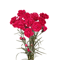 Qty of Hot Pink Spray Carnations For Delivery to Queens_Village, New_York