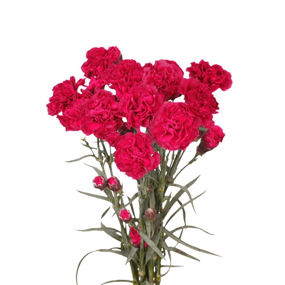 Qty of Hot Pink Spray Carnations For Delivery to Cleveland, Ohio