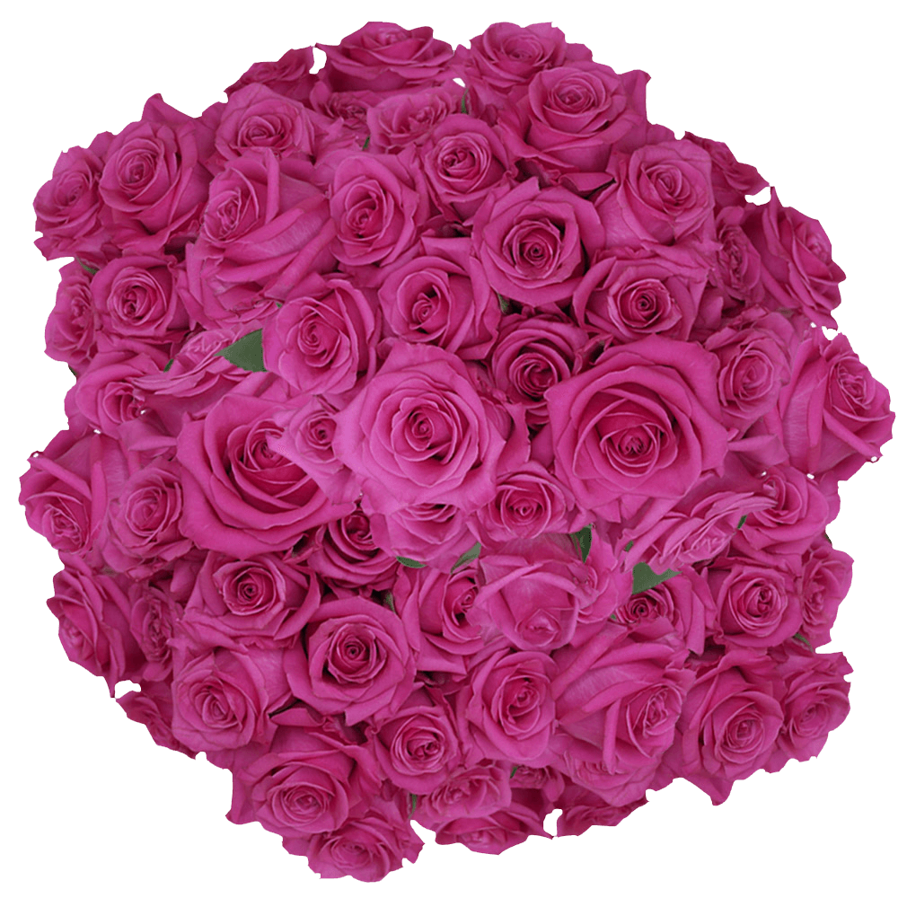 Order Hot Pink Tanoshi Roses Online