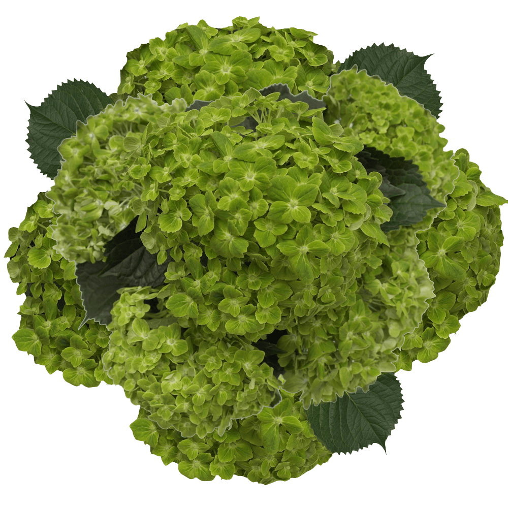 Order Hydrangea Flowers Green Emerald  Free Delivery