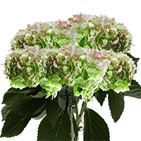 Jumbo Green Antique Hydrangeas Qty For Delivery to Stillwater, Oklahoma
