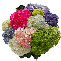 Assorted Premium Hydrangeas 40 (HB) For Delivery to Niagara_Falls, New_York