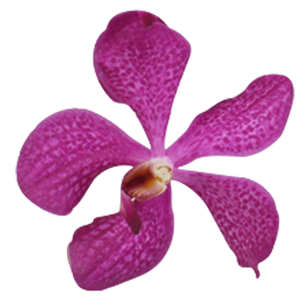 Order Lavender Orchids Fresh Flowers For Sale